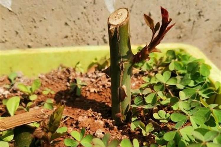 月季小苗施肥时间和方法