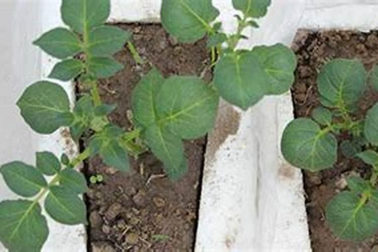 磷钾肥是什么 常用的天然的磷钾肥有哪些