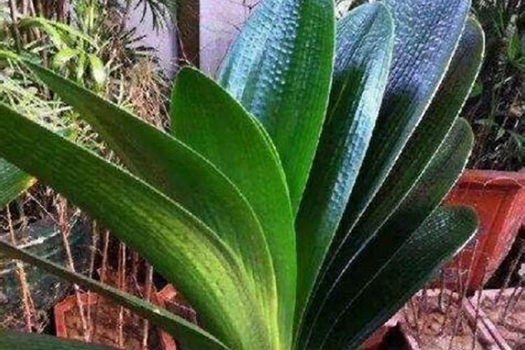 氮肥特点及施用方法