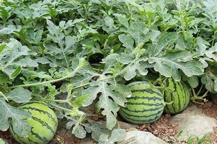 西瓜用什么肥料增甜