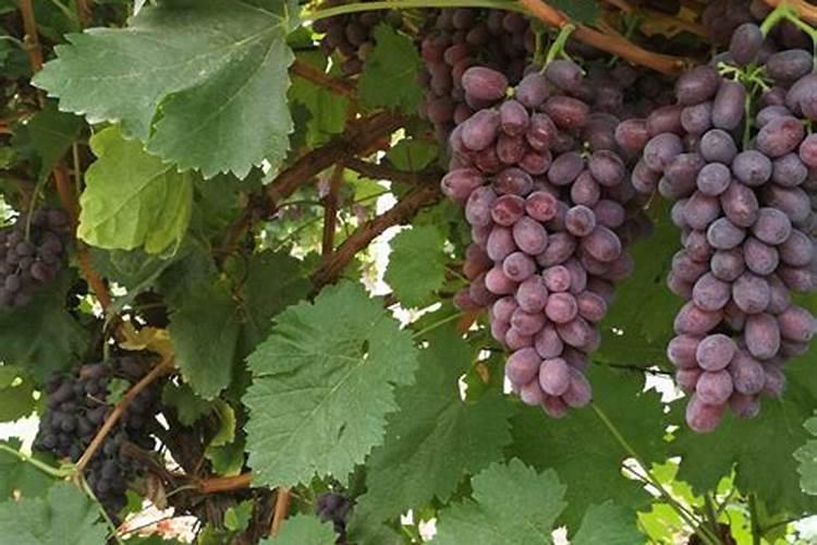 打瓜做瓜时充什么肥好