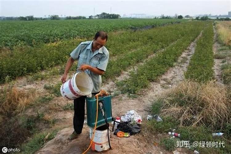 玉米打了高氯甲维盐怎么办