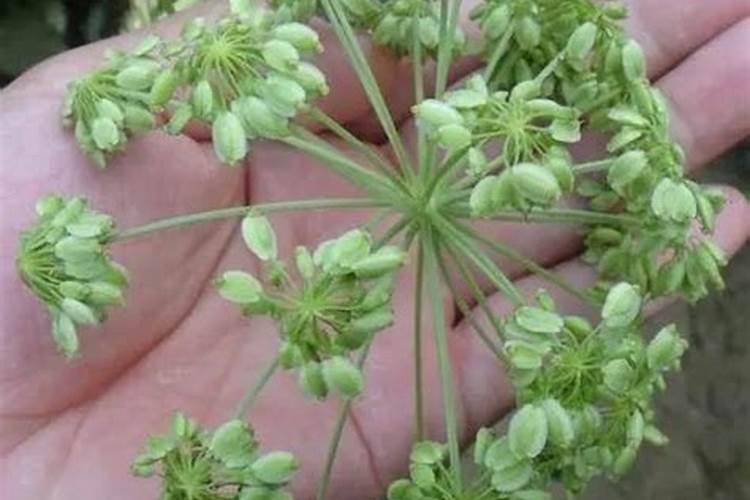 柠檬酸在作物上起什么作用