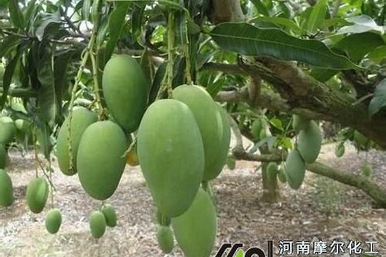 国产鱼粉是用什么鱼做的