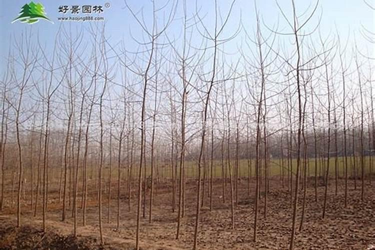 三唑酮可以打丨07杨树苗杀菌不？