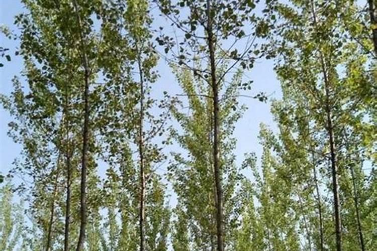 玉米底肥用什么好