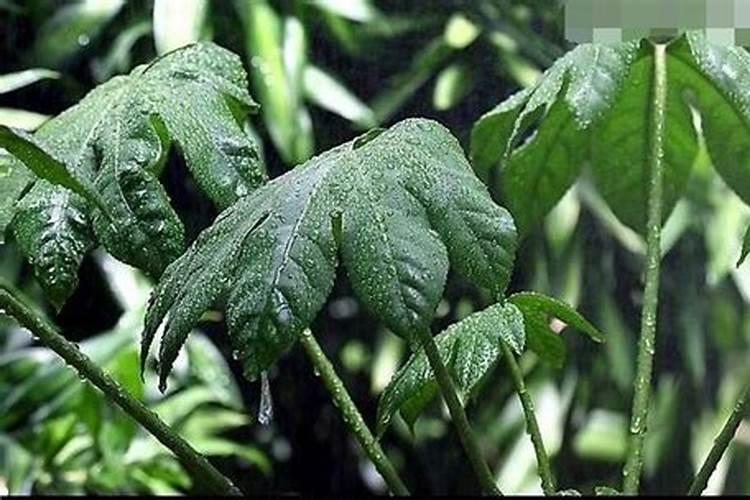 水溶肥的使用方法有哪些,中药材追施叶面肥的效果怎么样？