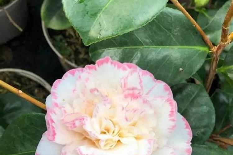 茶花花苞期怎么施肥