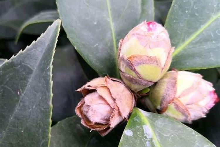 已经有花苞的茶花要不要施肥