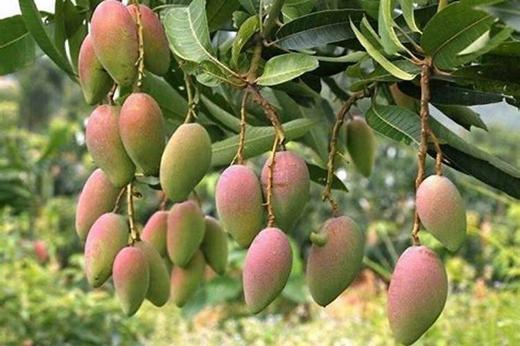 芒果座果期用哪些肥料好？芒果挂果期用什么叶面肥效果好？