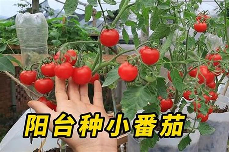 盆栽小番茄多久施肥