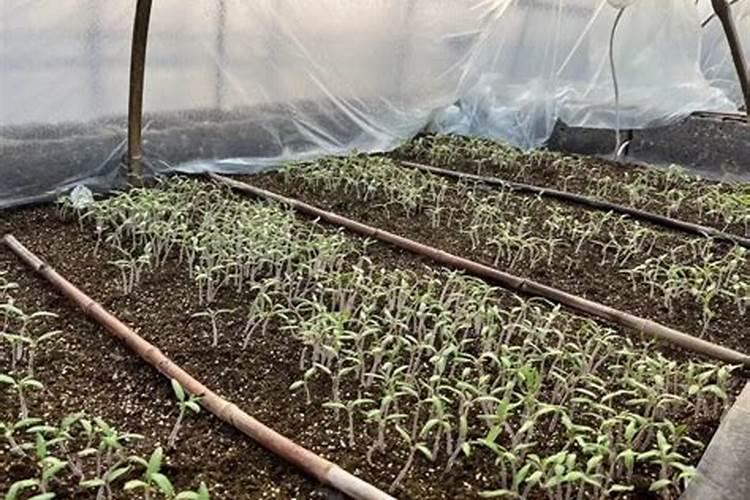 小番茄中期上什么肥料最好？