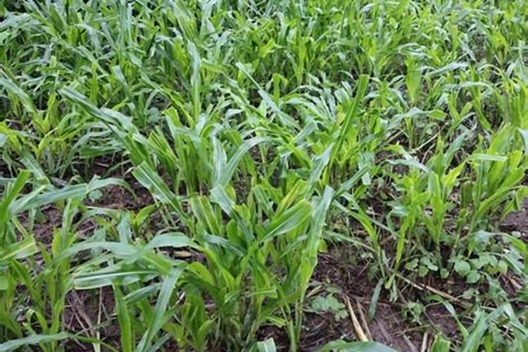 种芝麻用什么肥料好