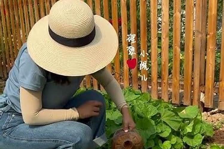 红糖当冲施肥怎么用