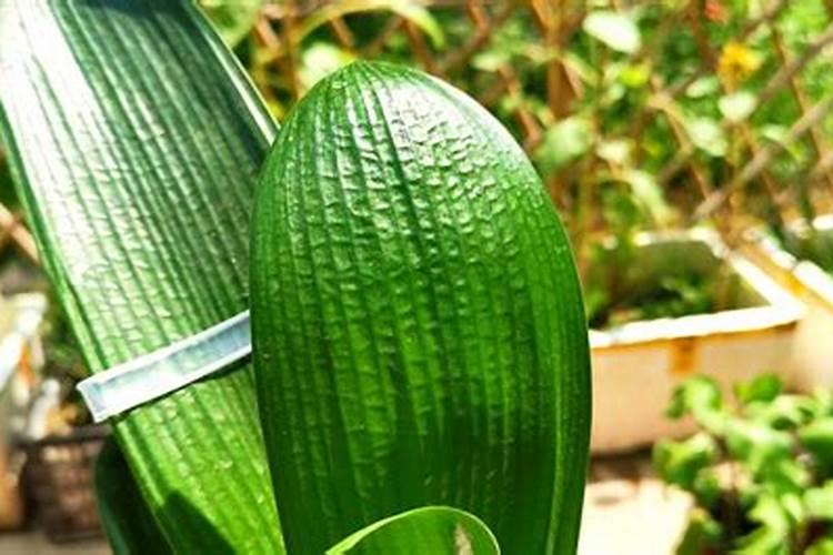 君子兰怎么上肥料