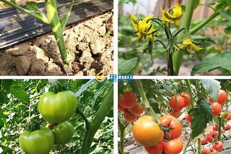 小麦什么时候喷芸苔素 如何喷施效果好