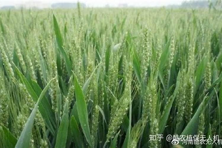 怎么给花补氮肥