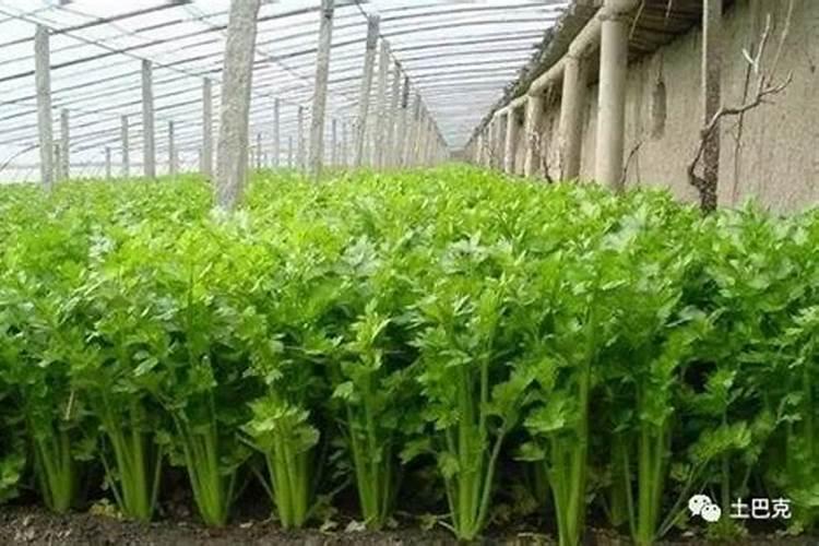 芹菜能不能用氯化钾肥料 怎么施肥效果好