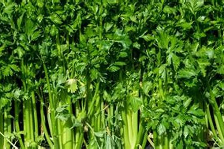 草木灰兑水喷施在作物上面有什么好处？