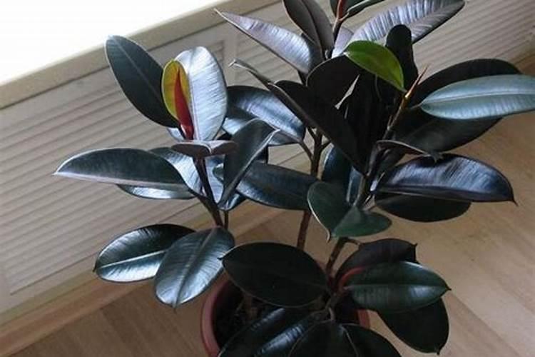 橡皮树施什么肥料最好