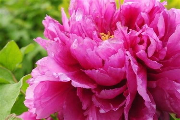 牡丹在开花的时候可以施肥吗牡丹需要怎么施肥