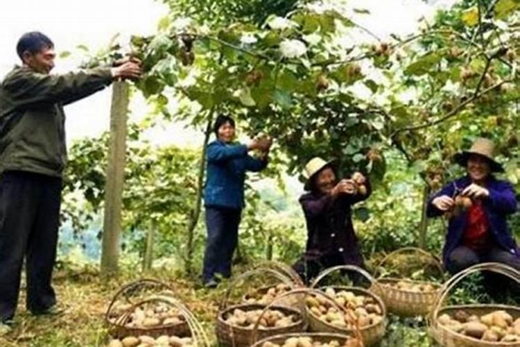 猕猴桃怎样合理施肥？