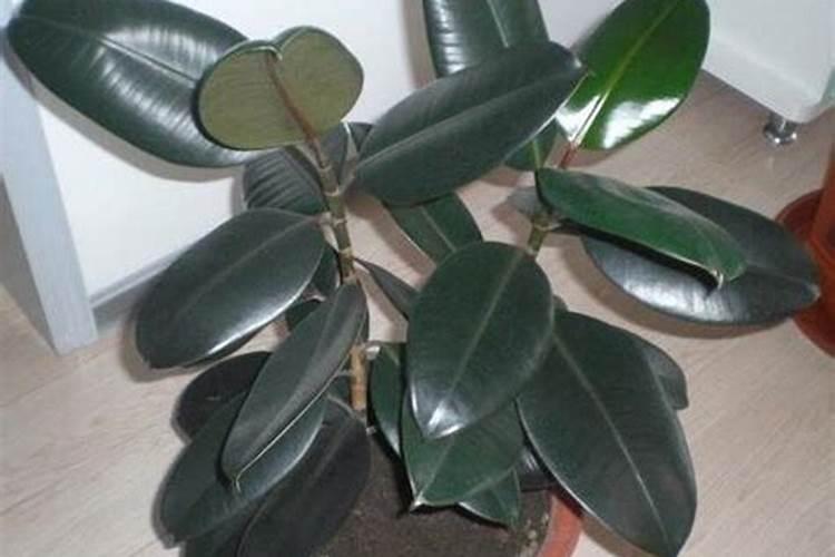 水稻红叶子怎么办