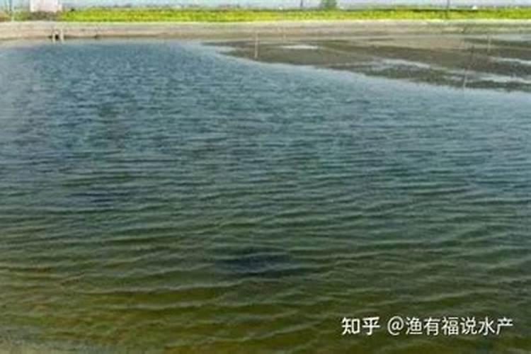 鱼塘阴天可以泼钙镁肥水吗为什么