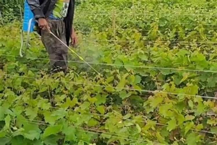 狮马复合肥有低氮高钾的吗？