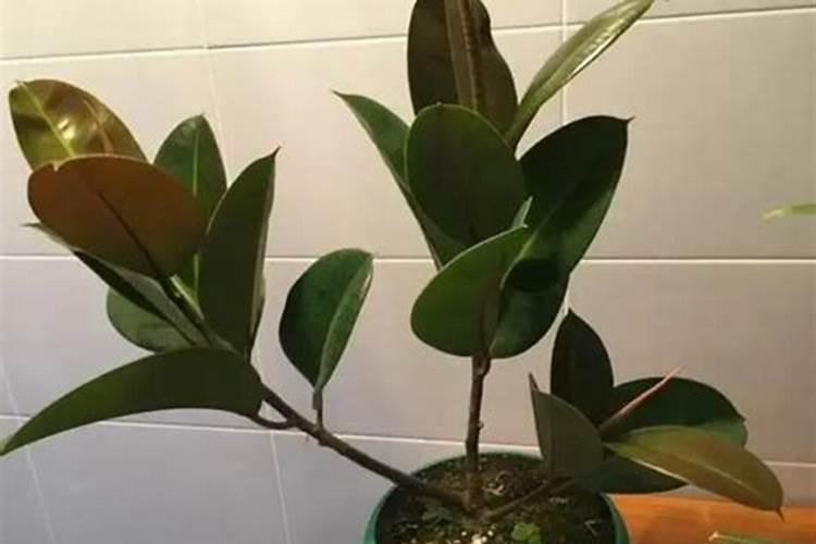 橡皮树施什么肥料最好