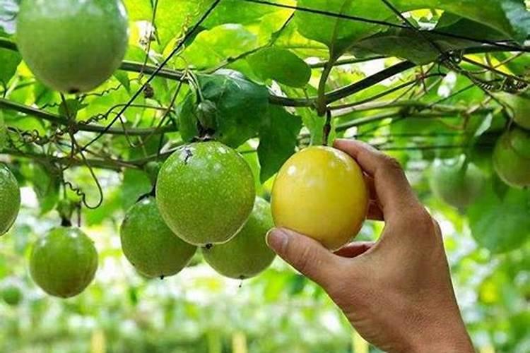 草甘膦铵盐和季无踪2甲草甘膦能一起汇合用吗？