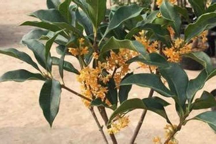 怎么对桂花进行肥水管理？