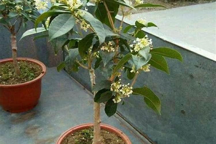 桂花花期如何施肥