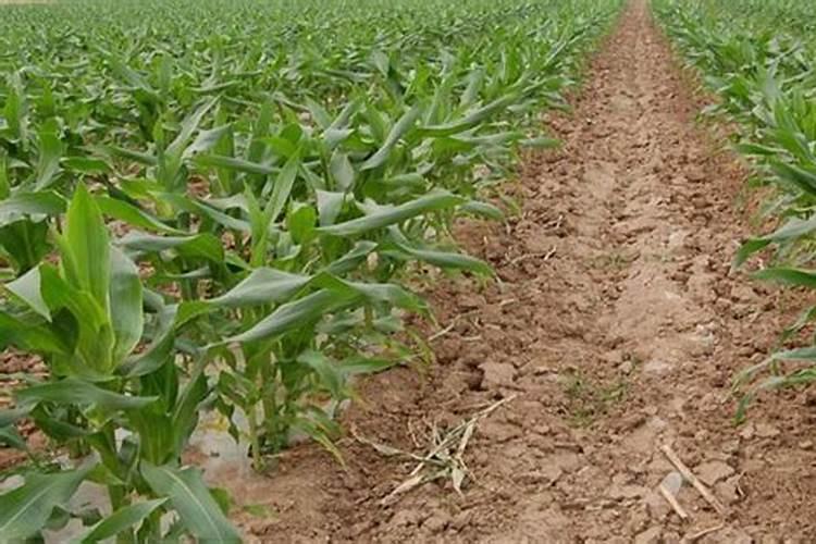 施什么肥能促进开花