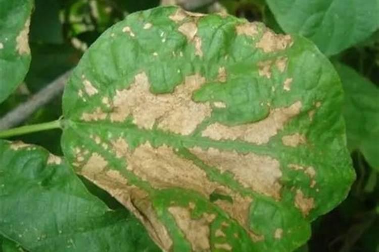 桃树怎么种,桃树苗什么时候种植较好