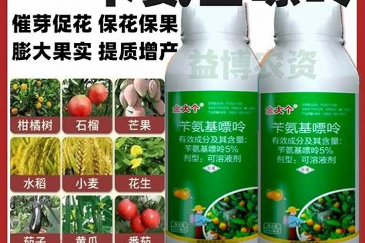 菊花5月份见花苞了,后期如何培养？能开花吗？