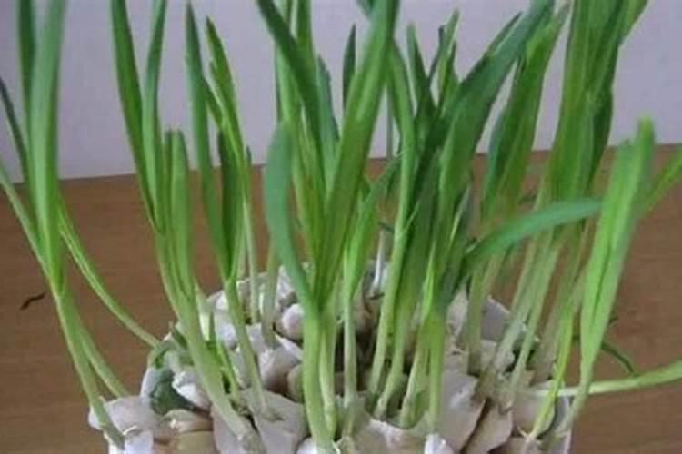 大蒜苗期发黄沤根、植株早衰,防治用什么肥好