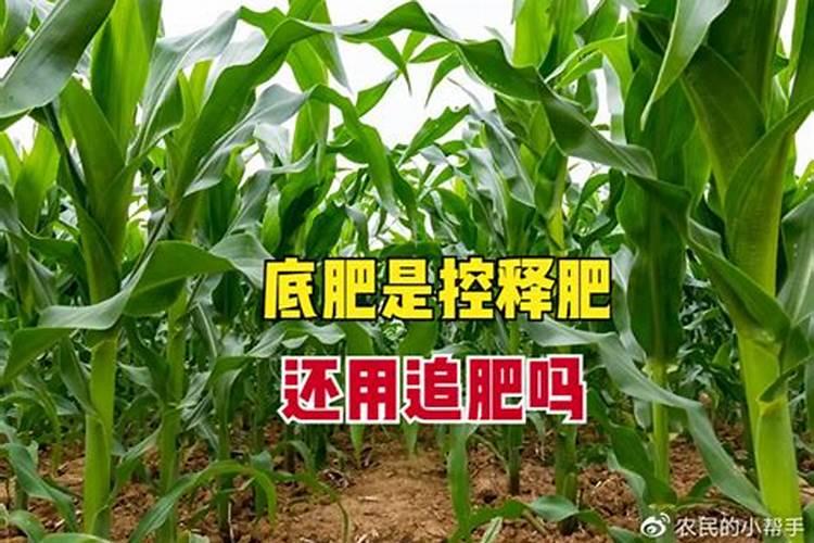 落地生根怎么施肥