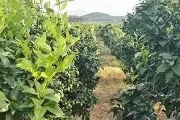 草莓什么时间用芸苔素内酯