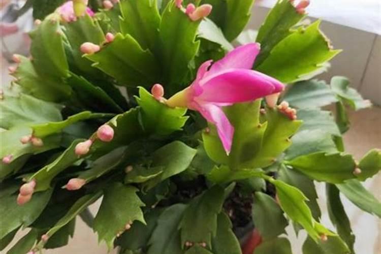 蟹爪兰花苞期如何施肥 蟹爪兰花苞期施肥