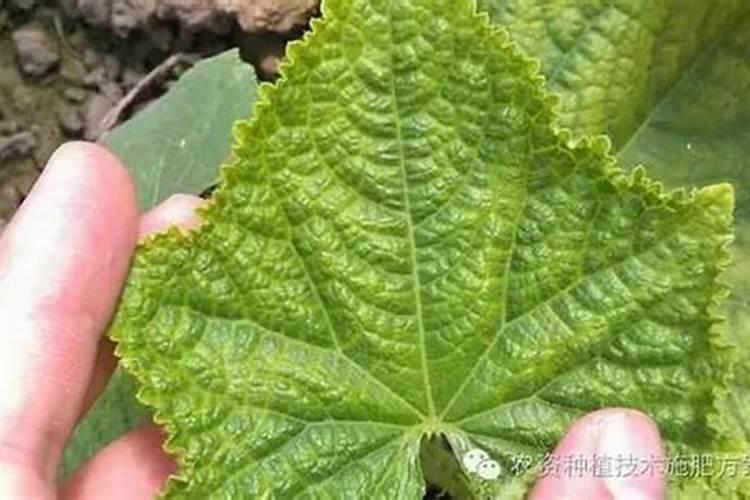 黄瓜缺少磷肥有什么表现？是怎样造成的？