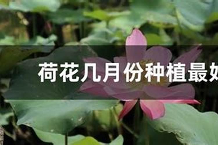 荷花几月份种最合适