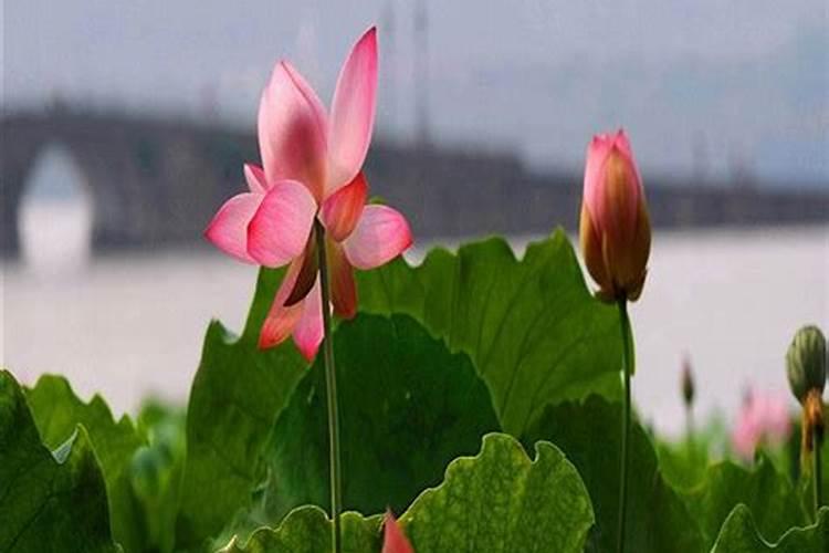 荷花是怎么种植的