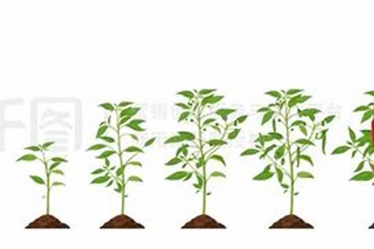 辣椒开花坐果期施什么肥最好