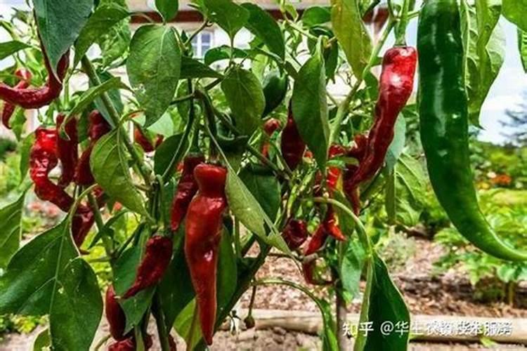 辣椒应该施用什么鱼蛋白肥？