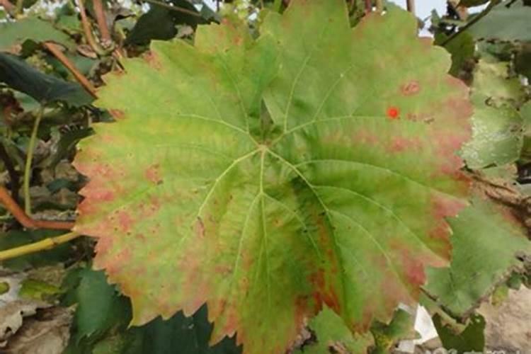 我买的康力普大量元素水溶肥,怎么使用啊这个东西!