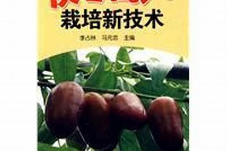 灰枣几月份成熟上市