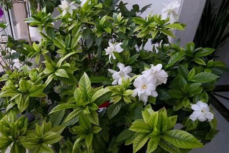 种植花生适合施用什么肥料