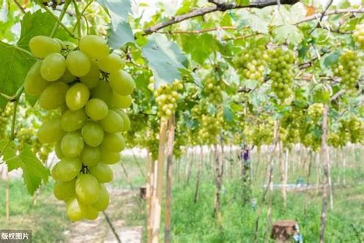 茄子打叶的正确方法