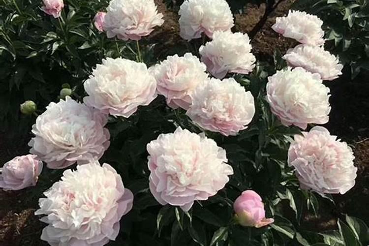 芍药施什么肥最好